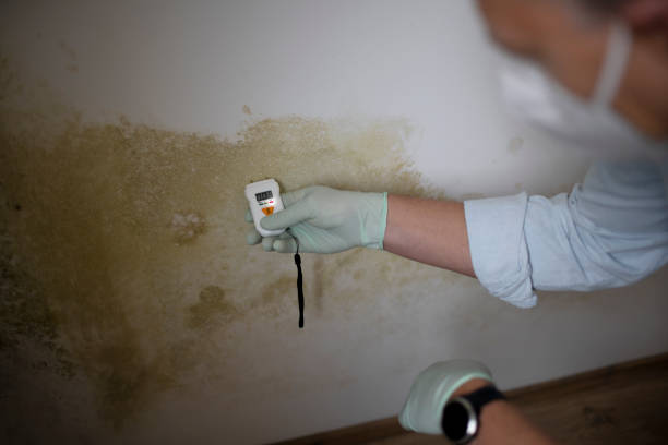 Why You Should Choose Our Mold Remediation Services in Caribou, ME